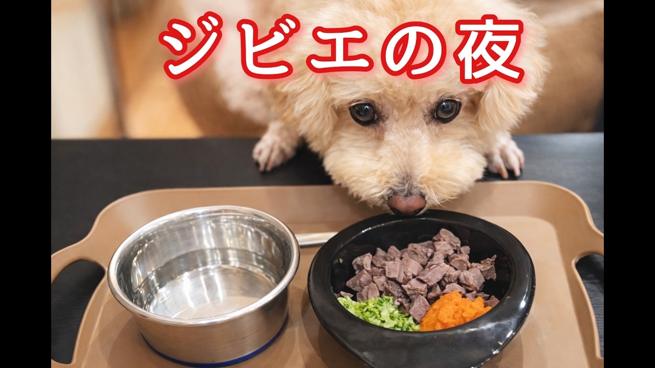 【犬と浜名湖】わんわんパラダイス浜名湖へ🐶ビショプーのポノ