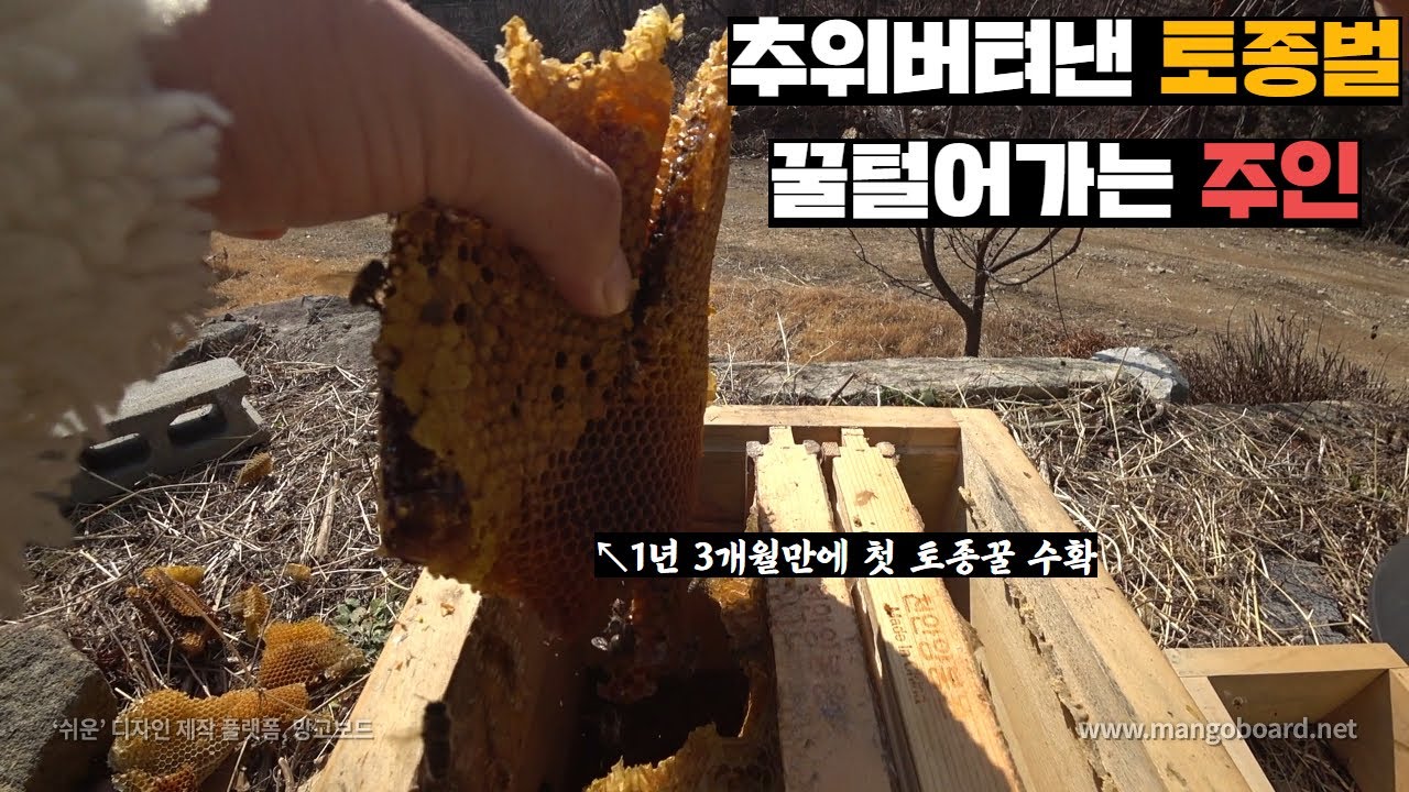 올겨울 최대 추위 버텨낸 한주먹 토종벌들 깨워주면서 꿀털어먹기