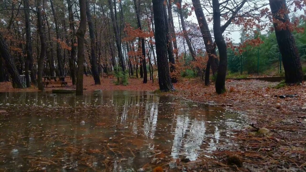 Peaceful Rainy Forest 🌲🌧️ | Relaxing Sounds for Sleep & Study relaxation