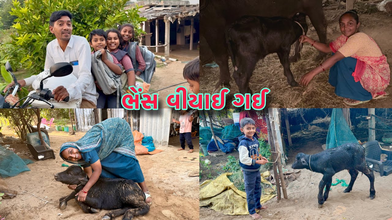 પાડી હશે કે પાડો 🐃 Buffalo 🐃🐂 dhanji ni moj@desirasoikathiyawadi 