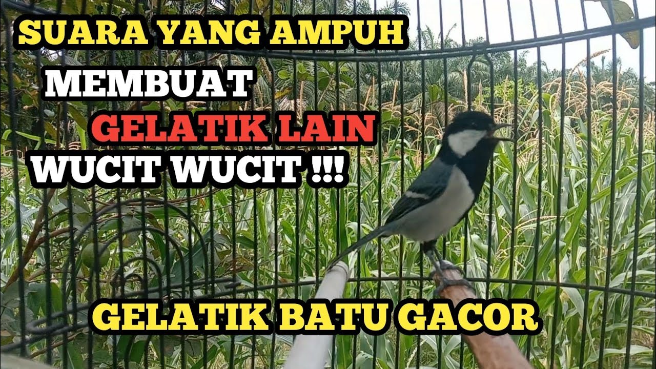 Suara pancingan ampuh membuat gelatik batu gelatik wingko wucit wucit cocok untuk merangsang bunyi 