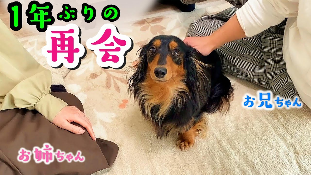 一年ぶりのお兄ちゃんがお姉ちゃんと一緒に帰ってきたら犬が嬉しすぎてこうなった🐕
