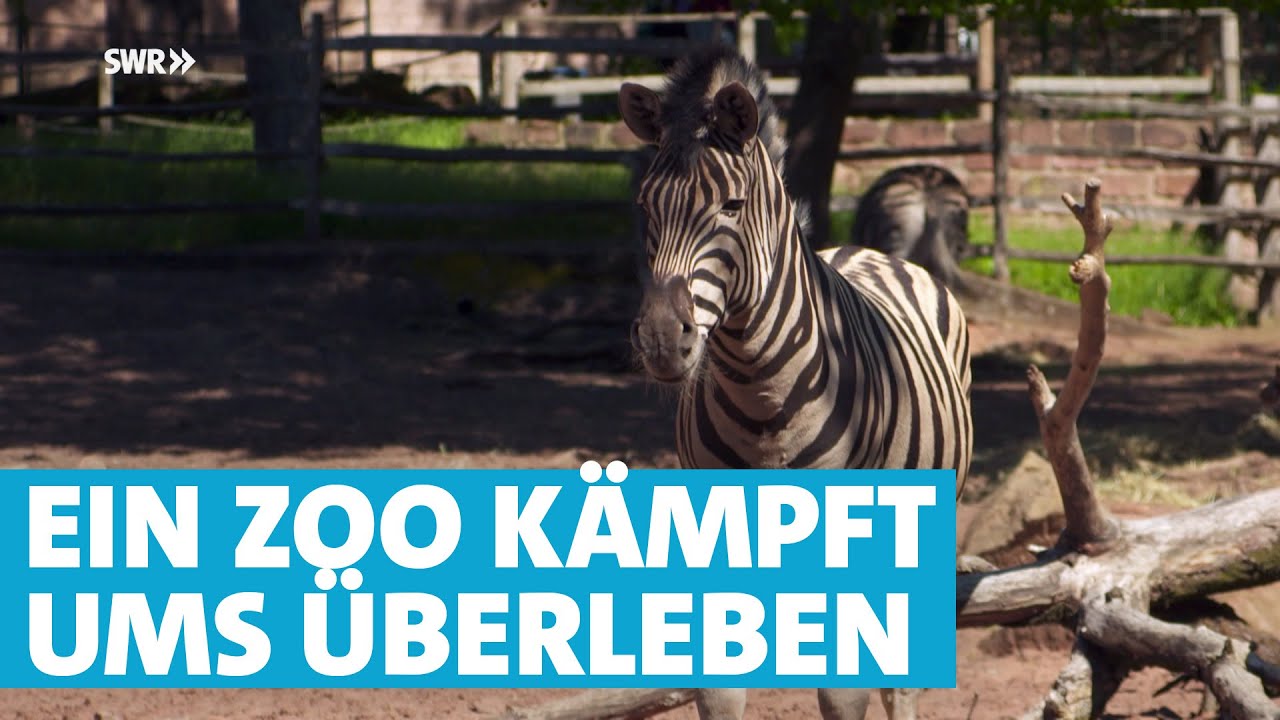 Schwere Zeiten für Mensch und Tier im Zoo Kaiserslautern