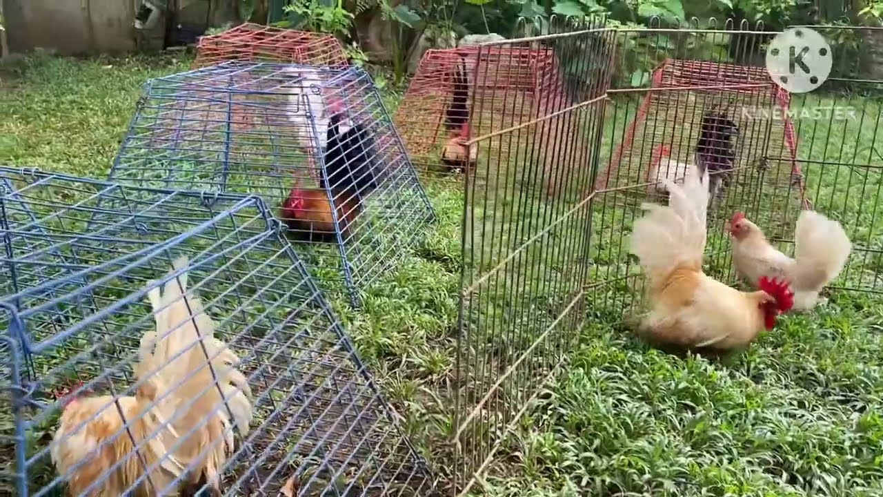 Japanese Bantam Chicken