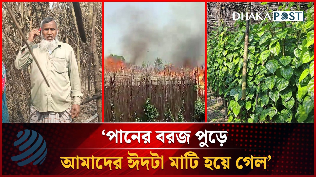 ‘পানের বরজ পুড়ে আমাদের ঈদটা মাটি হয়ে গেল’ | Fire Incident | Dhakapost News