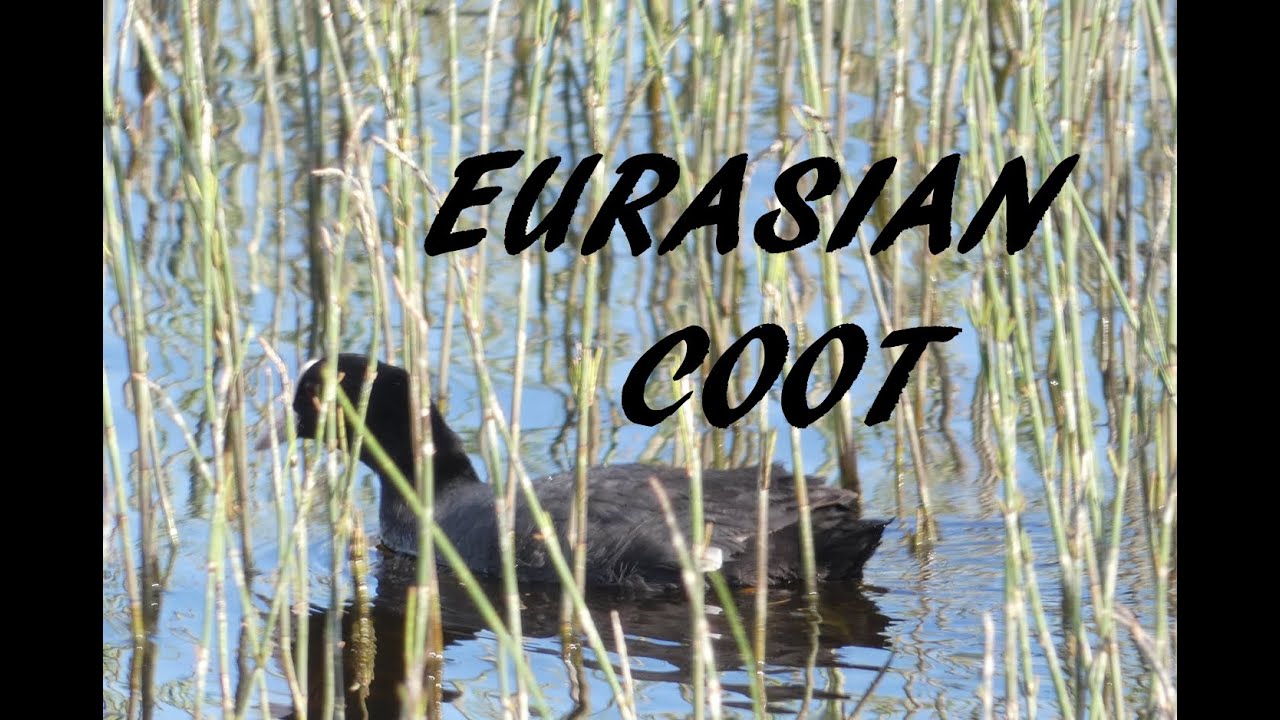 Eurasian coot