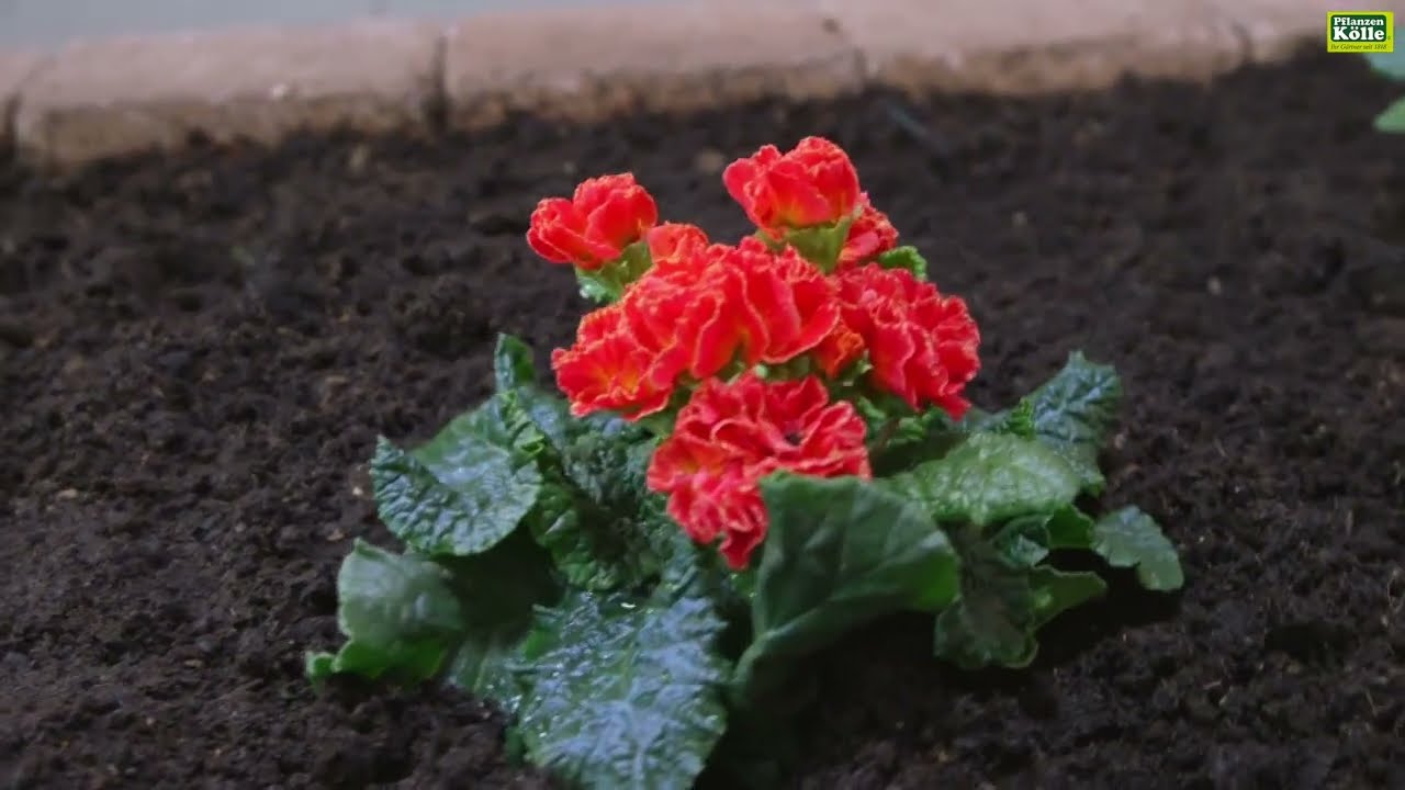 Primeln einpflanzen im Garten | Pflanzen-Kölle