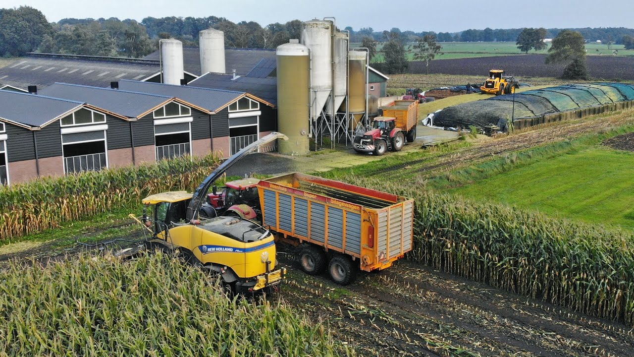 Mais Silage | New Holland FR600 + Case IH + JCB | Nap | 2021