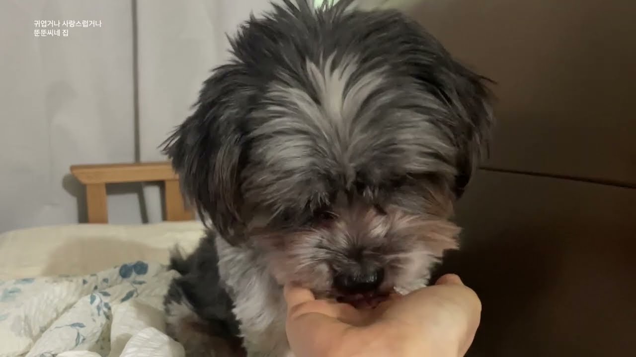 오늘은 뚠이 입에 한 알 한 알 밥 먹여주고 싶은 날💕