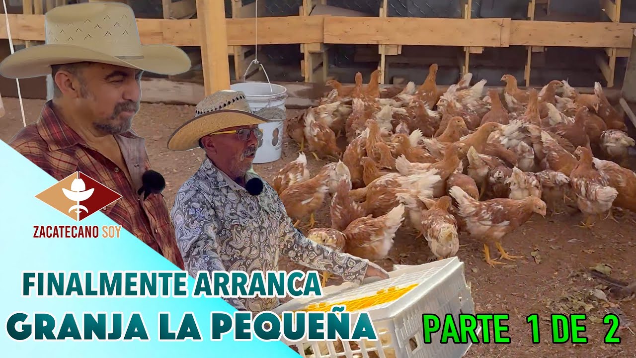 Al fin llegaron las HERMOSAS POLLITAS PONEDORAS