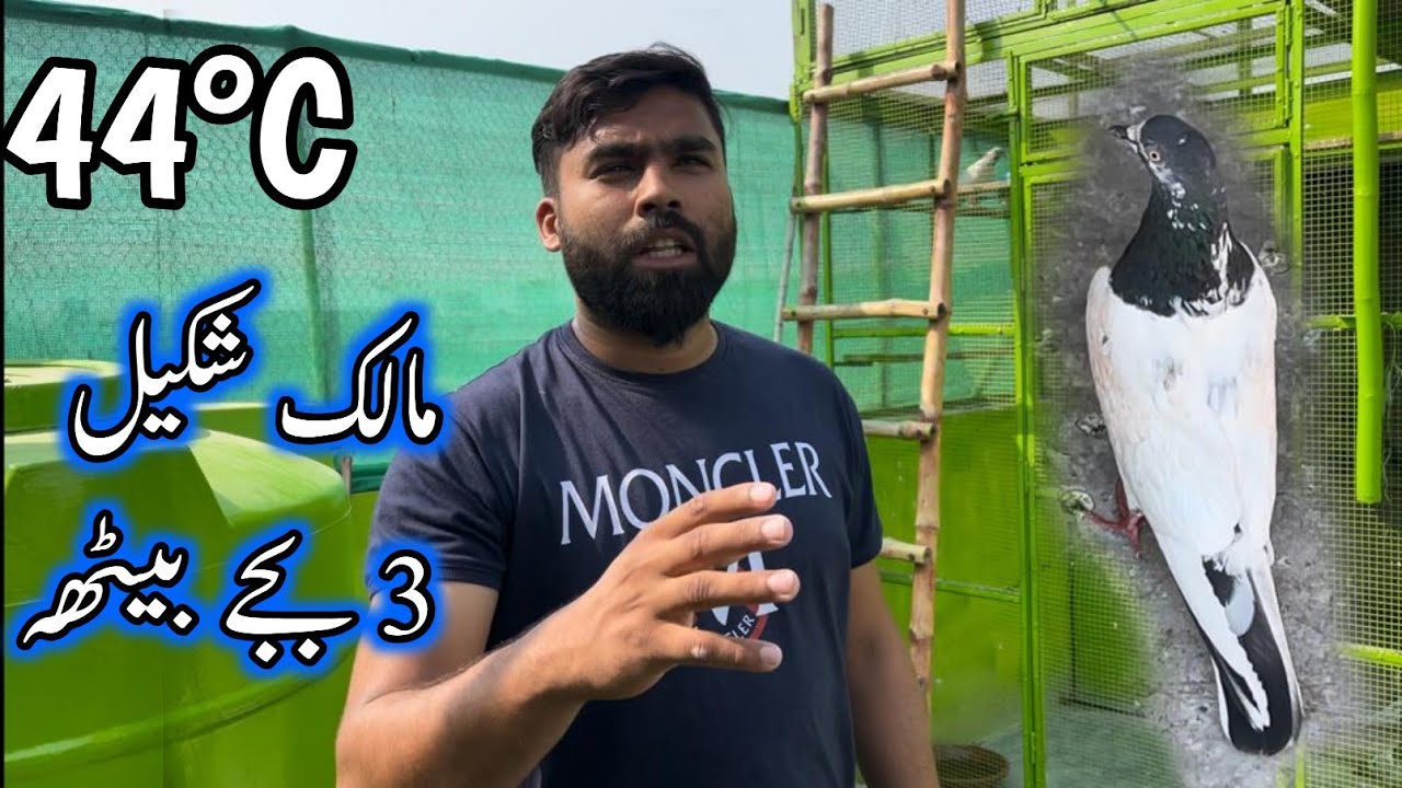 44°C Taddy Kabootar 3 Bjay Aya