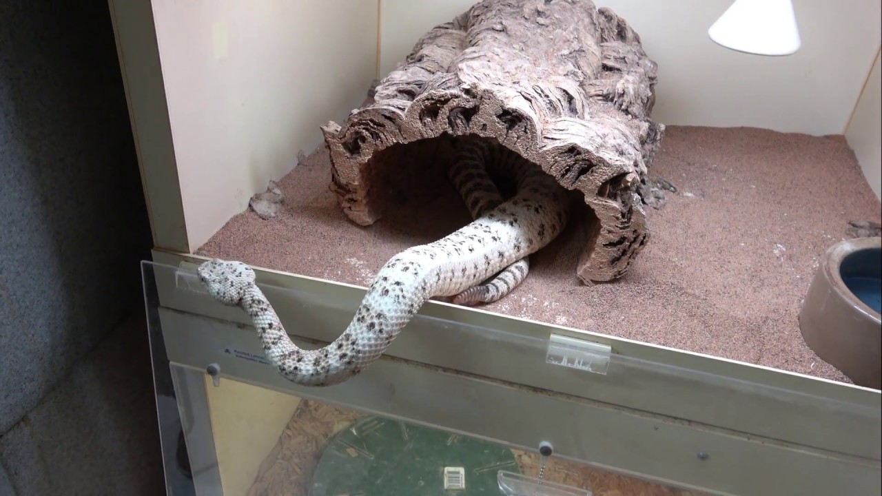Farewell  Southwestern Speckled Rattlesnake