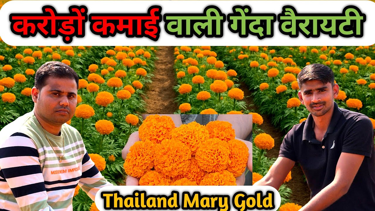 Thailand Tennis Ball Marigold | थाईलैंड गेंदा खेती से लाखों की कमाई का पूरा तरीका