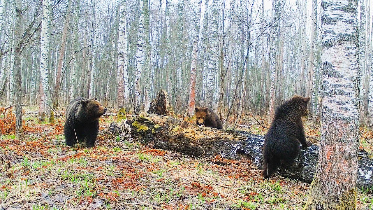 Into the Wilderness: April's Best Trail Camera Moments!