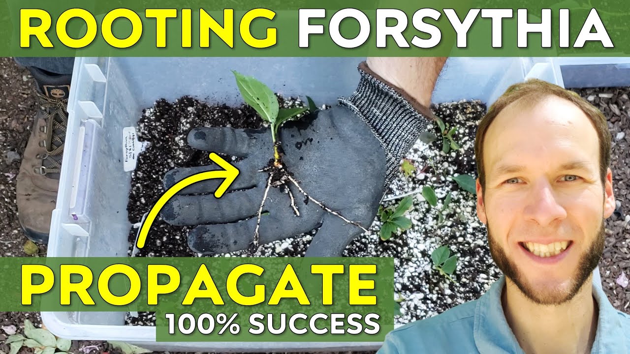 How to Root Forsythia Cuttings w/ 100% Success | Forsythia Propagation
