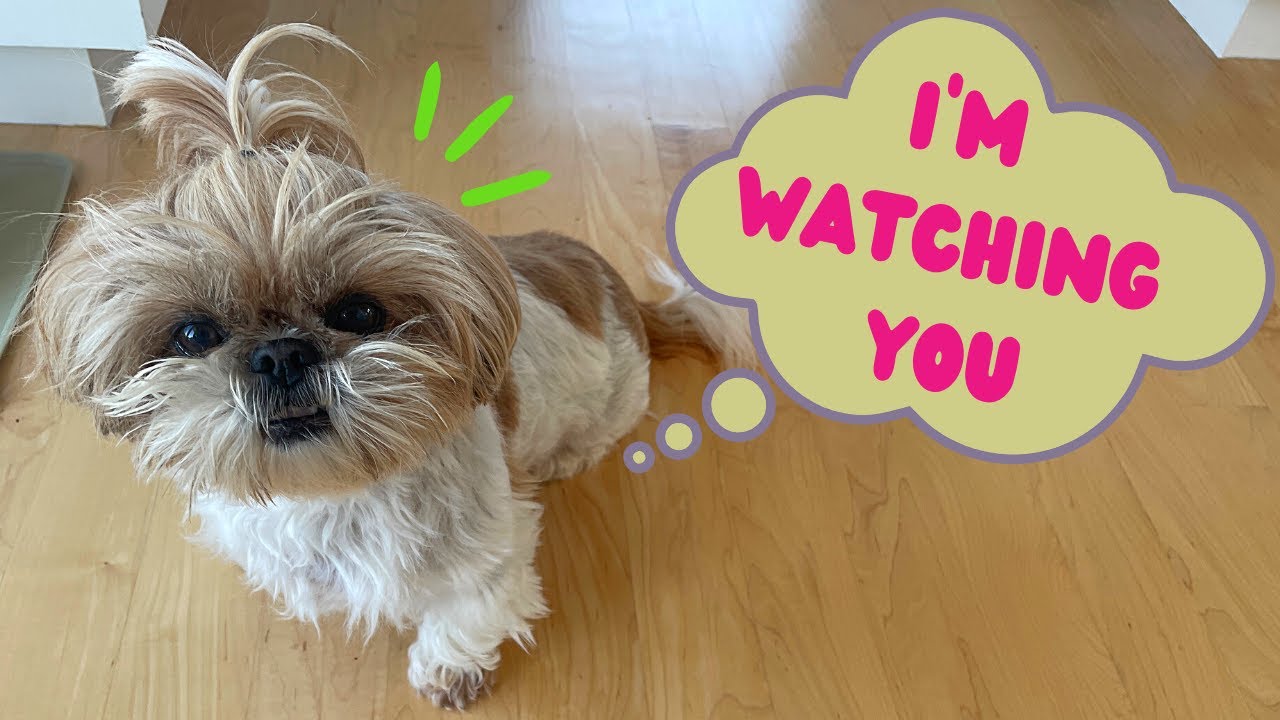 4 reasons why your Shih Tzu stares at you