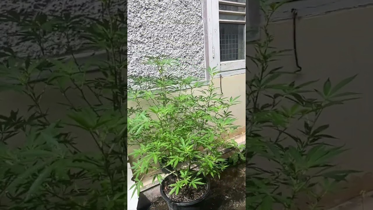 Jack Herer (Autoflower)  #plants  #gardening  #cannabiseducation