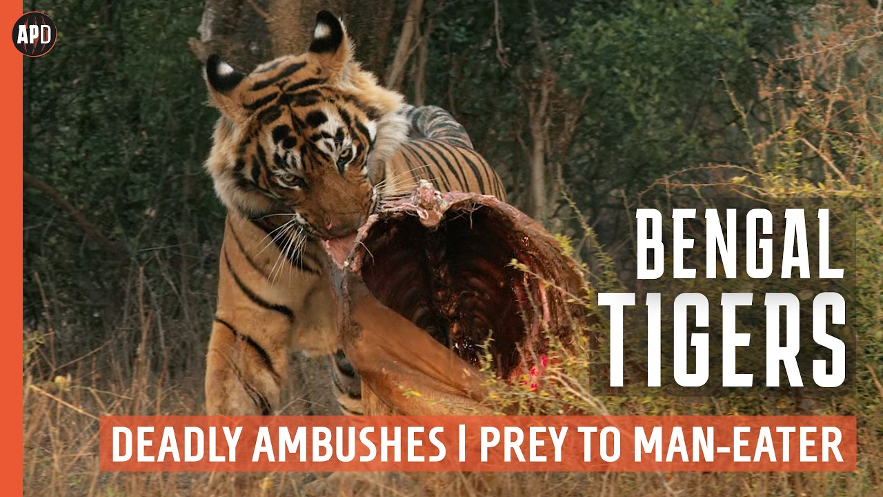 DEADLY Ambushes of a Bengal Tiger | Prey to Man-Eater