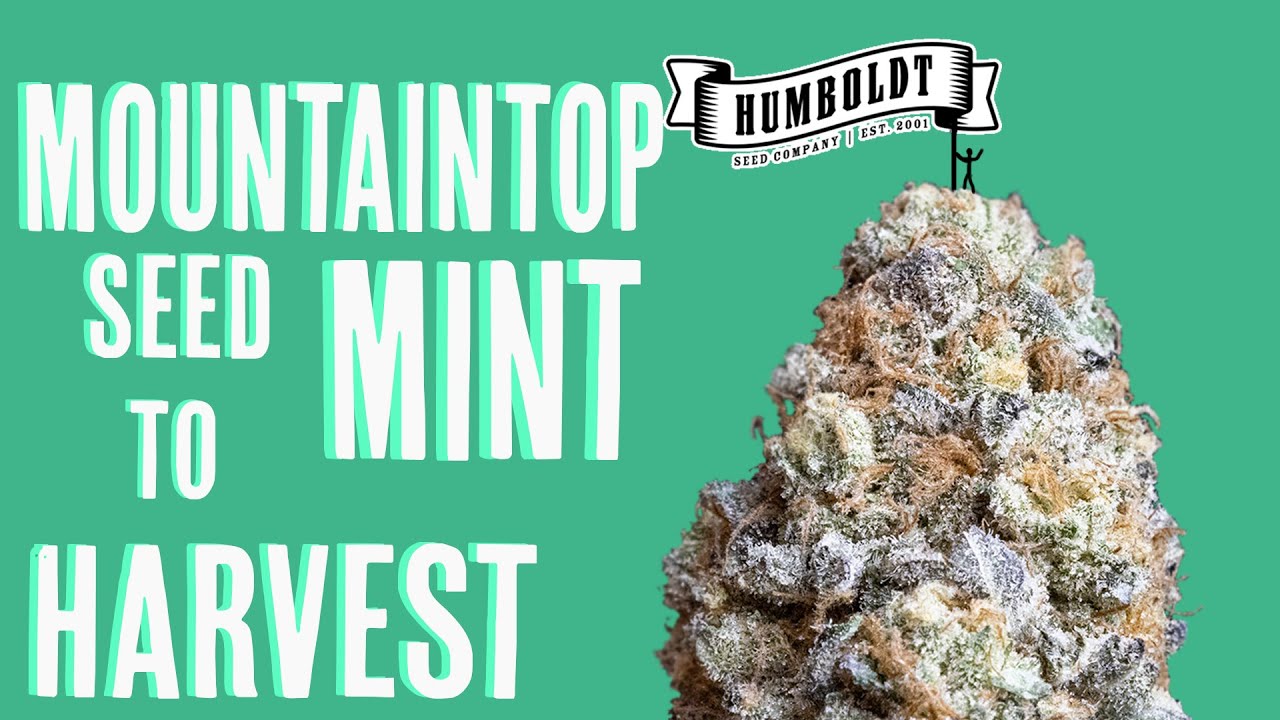 Семена мяты MountainTop для сбора урожая