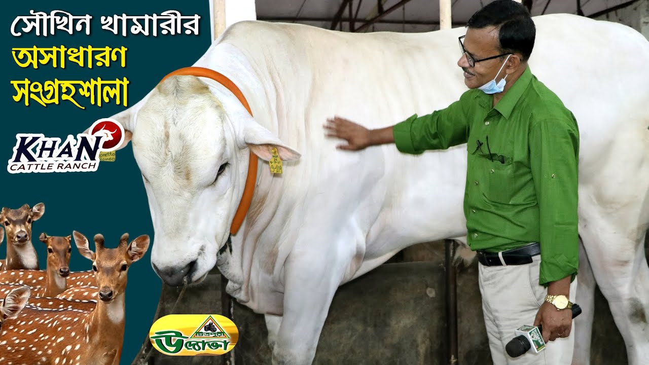 সৌখিন খামারির  দেশী ও বিদেশী ষাড় গরুর অসাধারণ গরুর খামার Khan Cattle Ranch.Chitrapuri