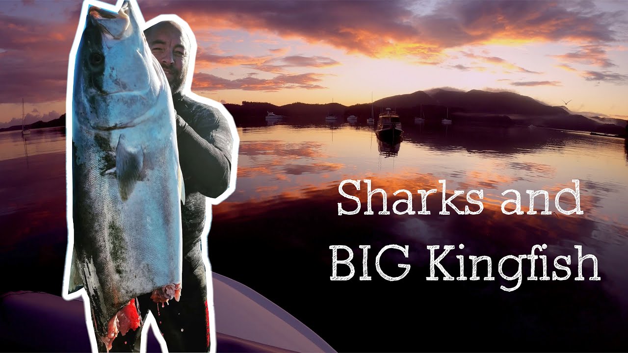 BIG KINGFISH and BIG SHARKS || Spearfishing NZ