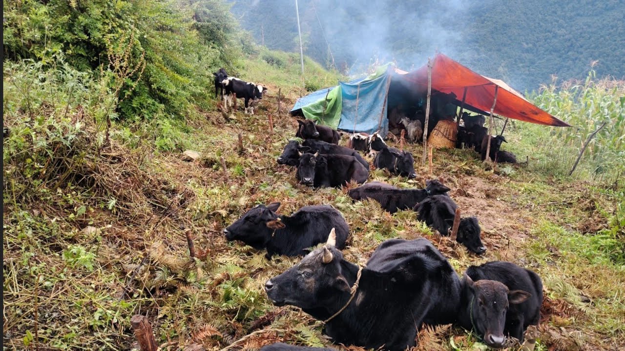 Nepali Mountain Village Life of Nepal | Most Peaceful And Relaxing Village Life | rel village