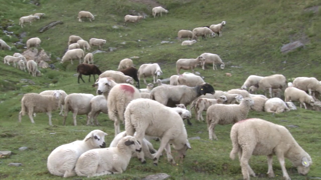 allevare pecore in Valle d'Aosta - Daniele Morzenti