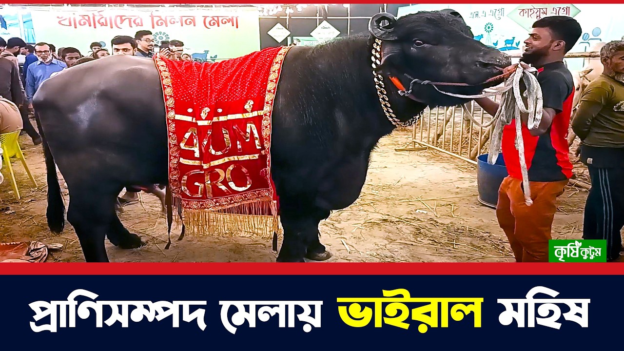 সুবিশাল মহিষ নিয়ে প্রাণিসম্পদ মেলায় কাইয়ুম এগ্রো | কৃষি কুটুম