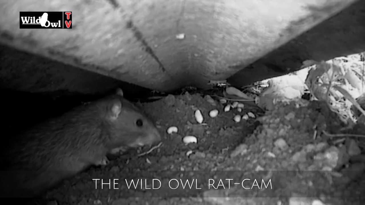 Rat Cam