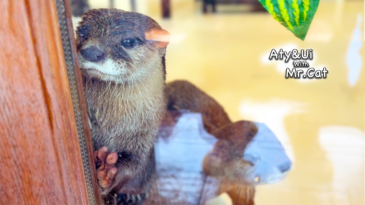 What Happens When We Invite the Otter Friends Into Our Home&hellip;!? [Otter Life Day 954]