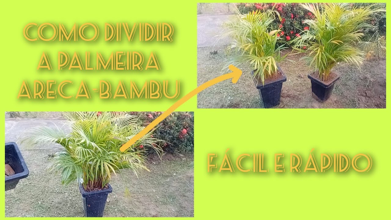 COMO DIVIDIR A PALMEIRA ARECA-BAMBU FÁCIL E RÁPIDO - MOSTRANDO MINHA ROTINA DE TRABALHO-PARTE 5
