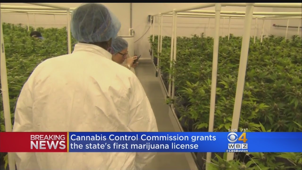 Cannabis Control Commission Grants First Marijuana License