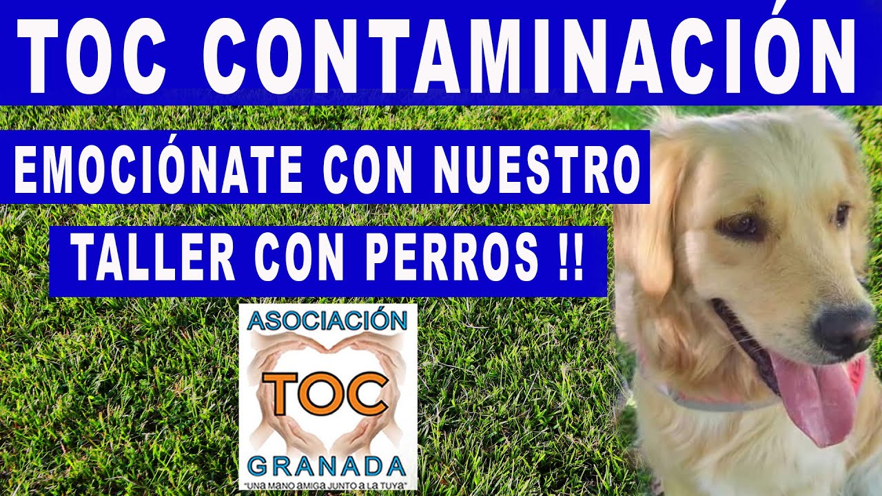 TOC CONTAMINACIÓN. EMOCIÓNATE con nuestro TALLER con PERROS en Canal Sur TV. Asociación TOC Granada.