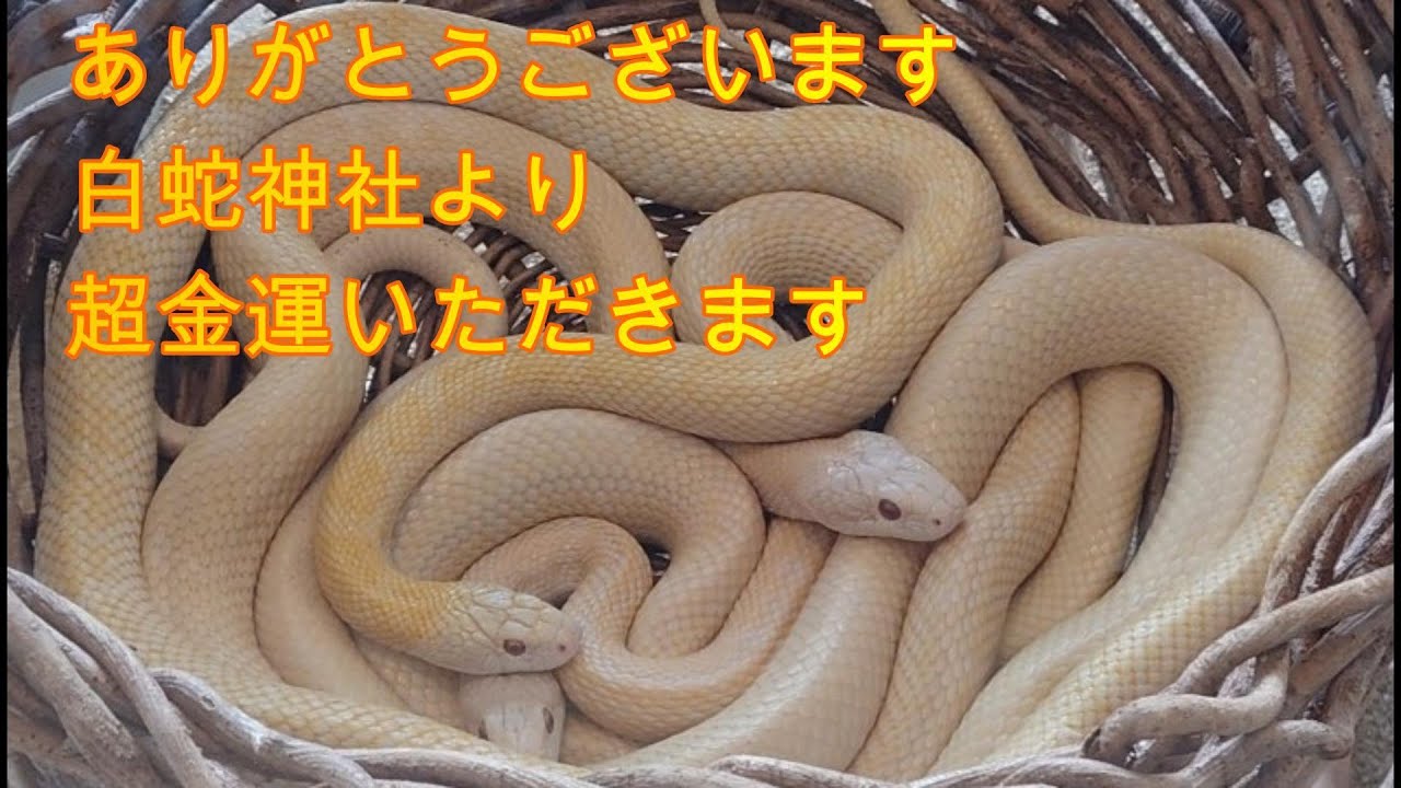 パワースポット！ 金運  白へび様  白蛇神社 健康長寿 あなたの願いをオンラインにて叶えます。生きた神様の化身白へび様