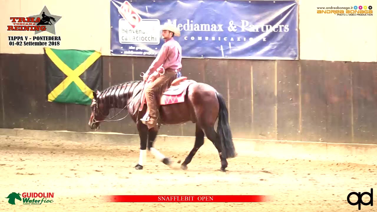 Bugs at nite 3yrs old stud by gunner special nite ! Trha snaffle bit open champion 71,5