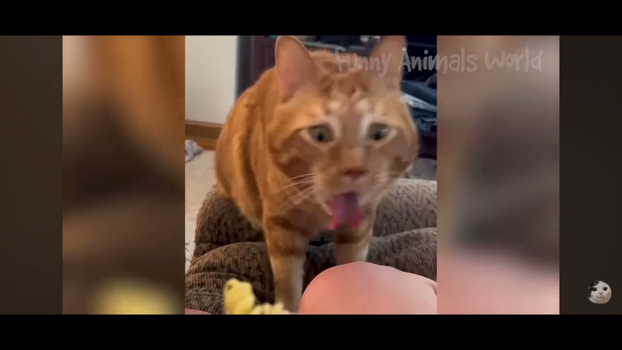 Funny videos 🤣🤣🤣🤣🤣🤣#funnycomedy 