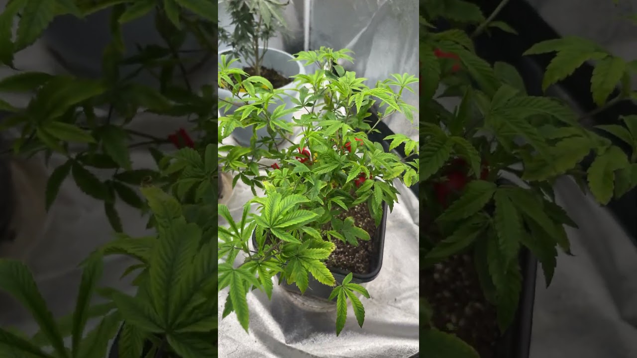 Jet Fuel strain clone day 1 of flower.