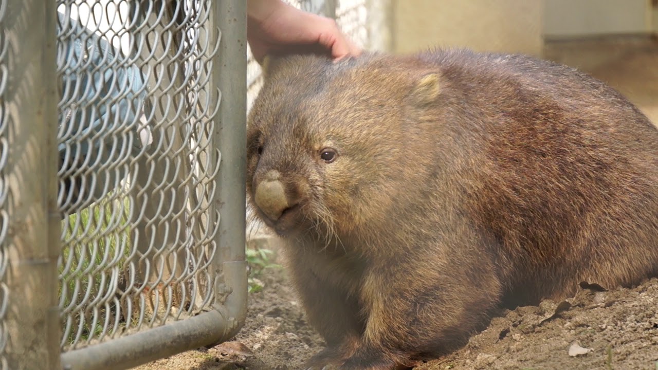 「怒ってるもんね」とアピールするウォンバットのフクちゃん