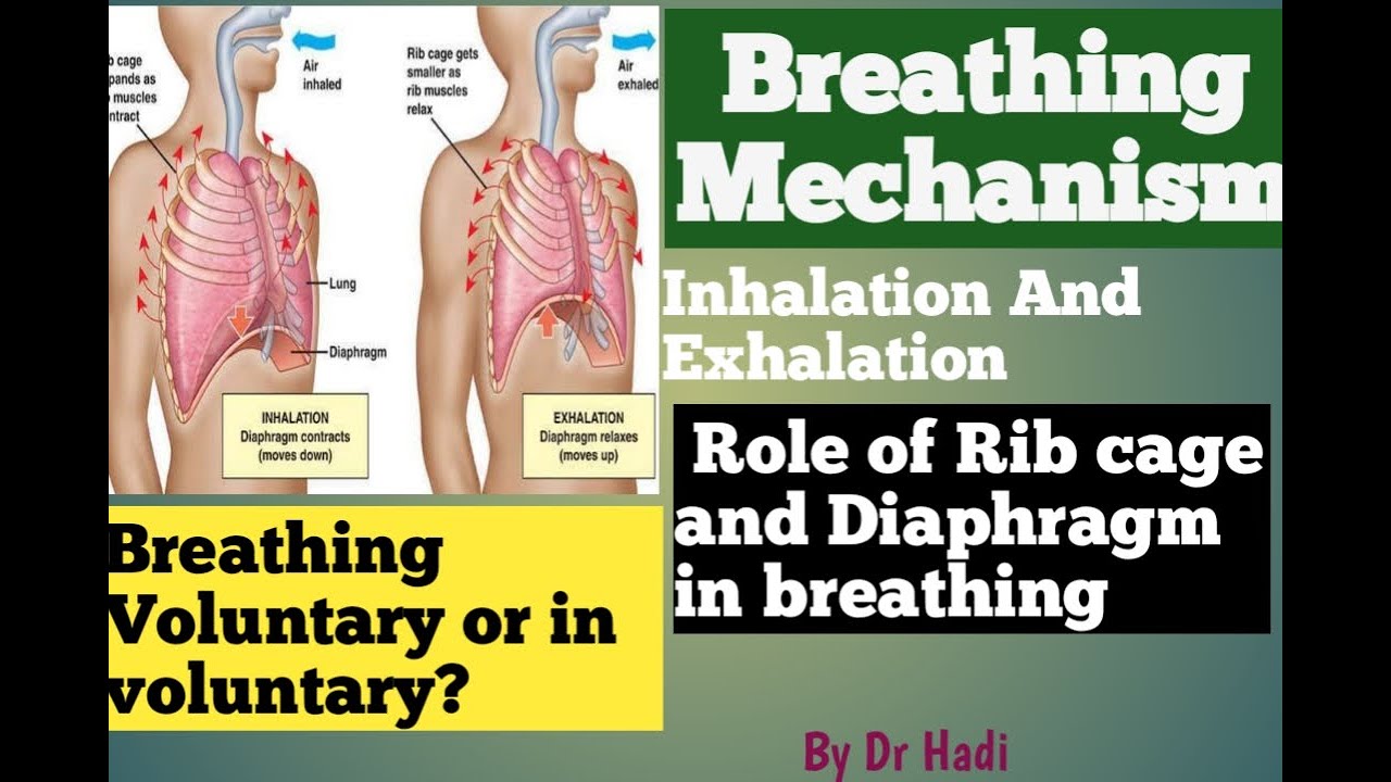 L-3 Breathing Mechanism voluntary or involuntary, Inspiration and expiration