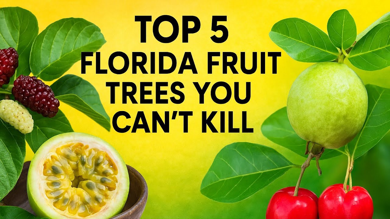 5 Florida Fruit Trees That Practically Grow Themselves