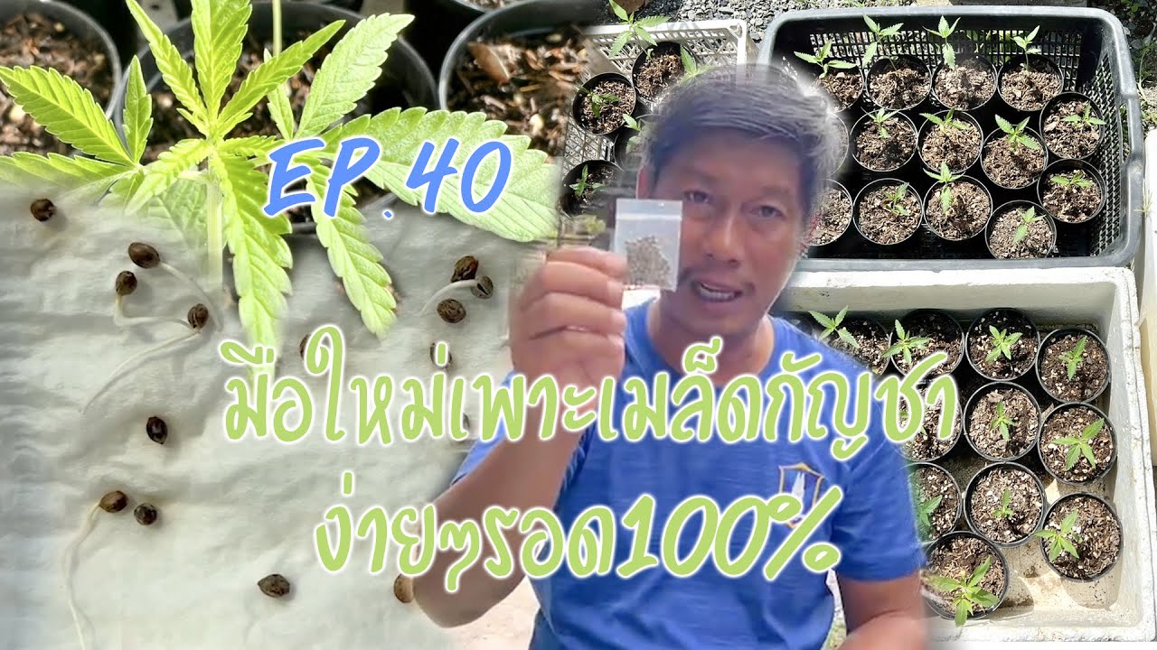 มือใหม่เพาะเมล็ดกัญชา รอด100%