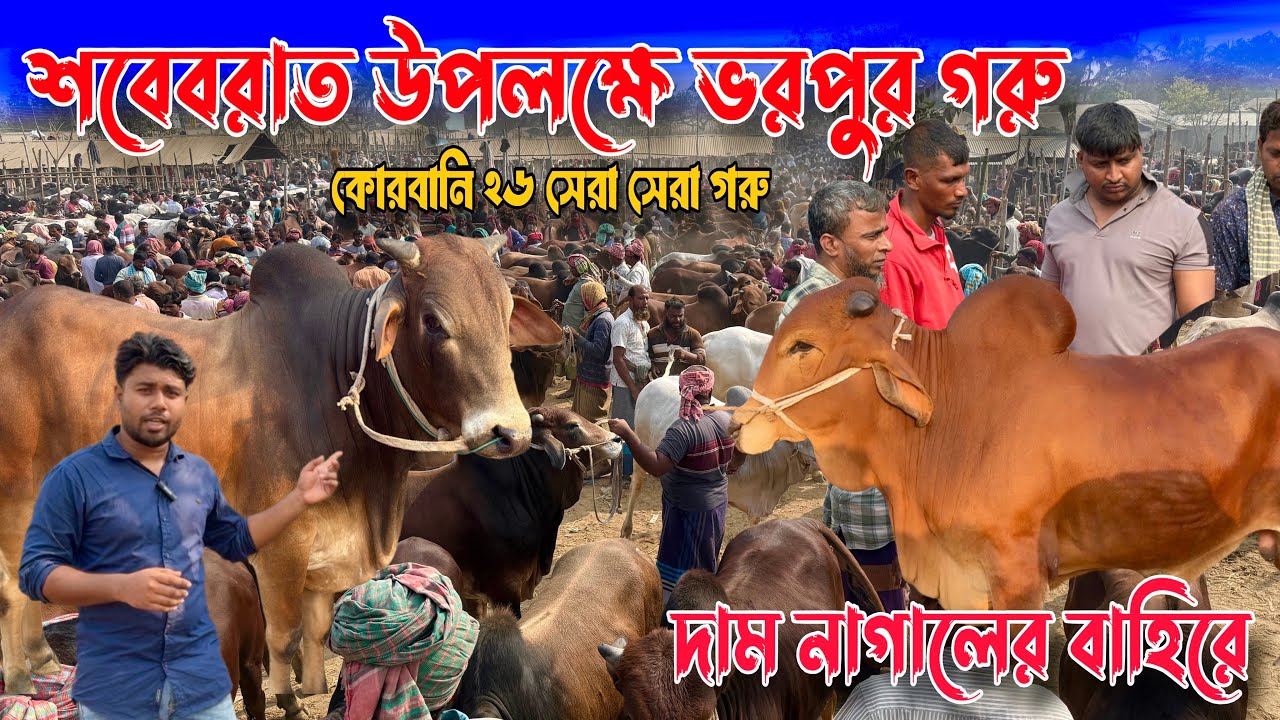 শবেবরাত উপলক্ষে ভরপুর গরু🔥দাম নাগালের বাহিরে✅দেশ সেরা সেরা গরু।২০২৬ কোরবানি গরু। আলমডাঙ্গা হাট 