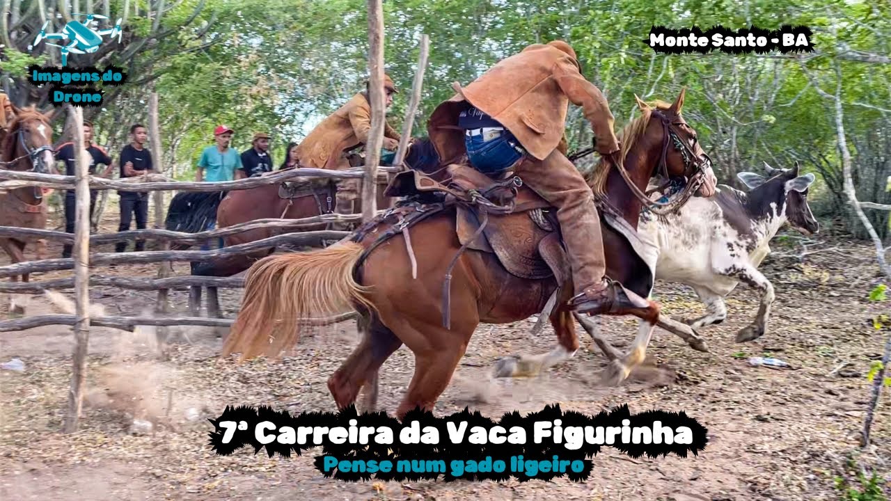 Gado de Aposta da Fazenda Saguin