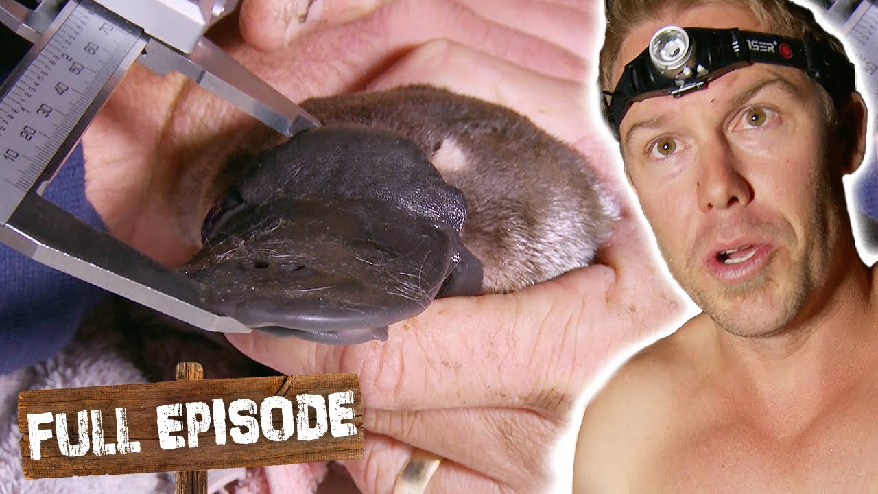 Tim Checks Up On The Local Paddle of Platypus!  | The Wild Life Of Tim Faulkner S02E12 | Untamed