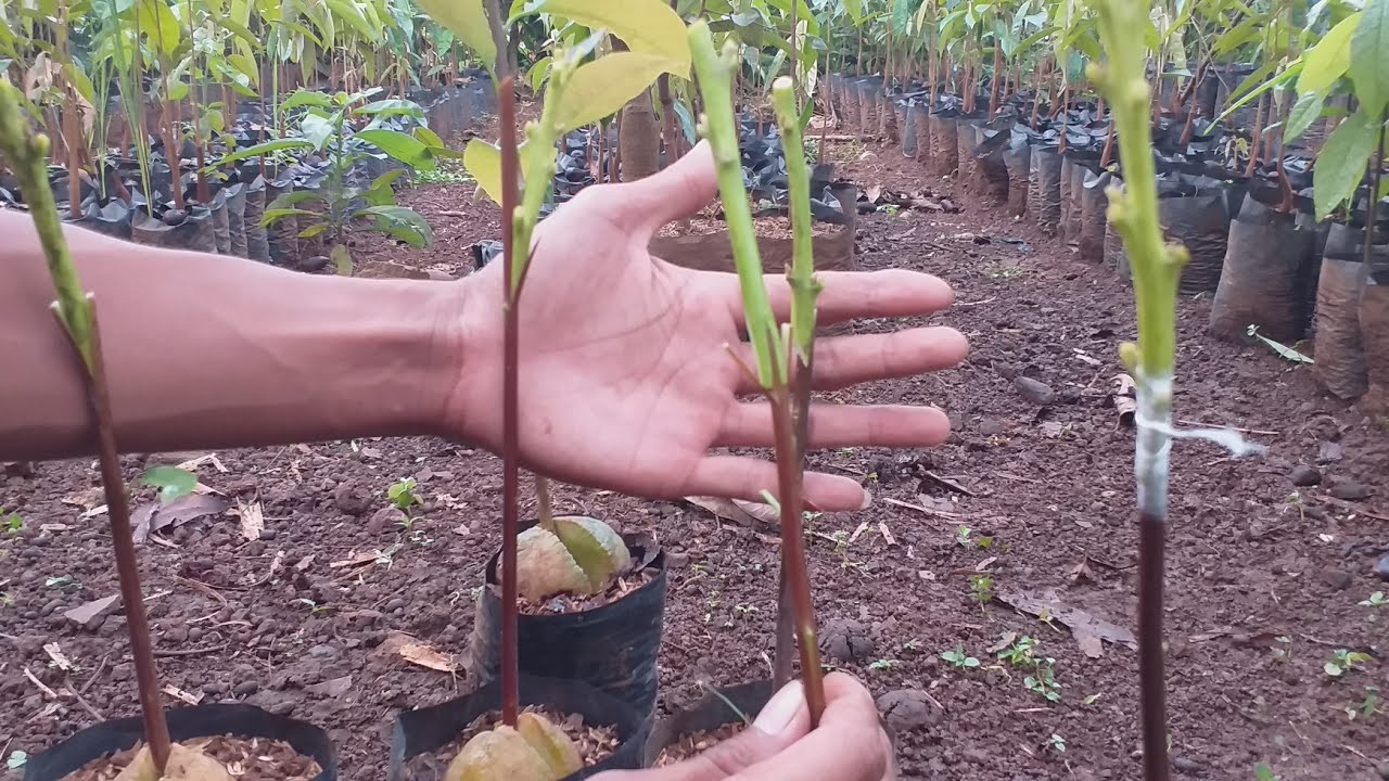 Sambung pucuk dengan 4 cara terbaru bisa kalian coba