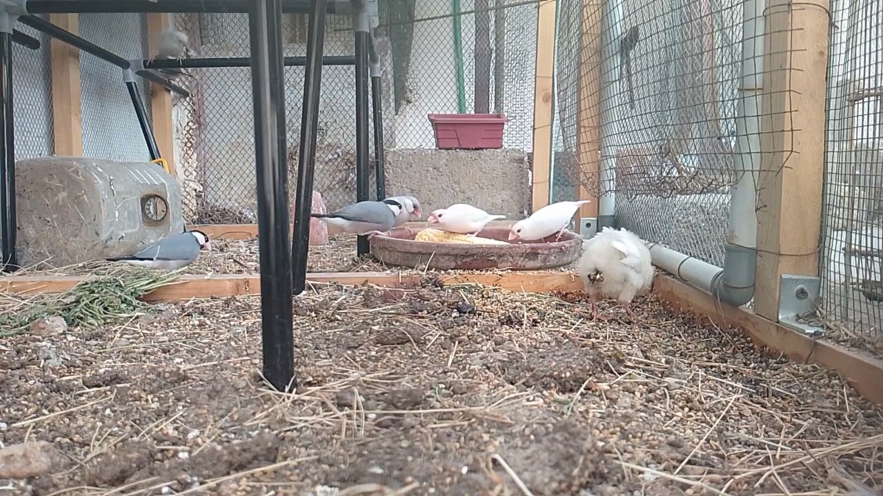 Birds