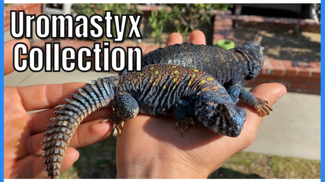 UROMASTYX ROOM TOUR