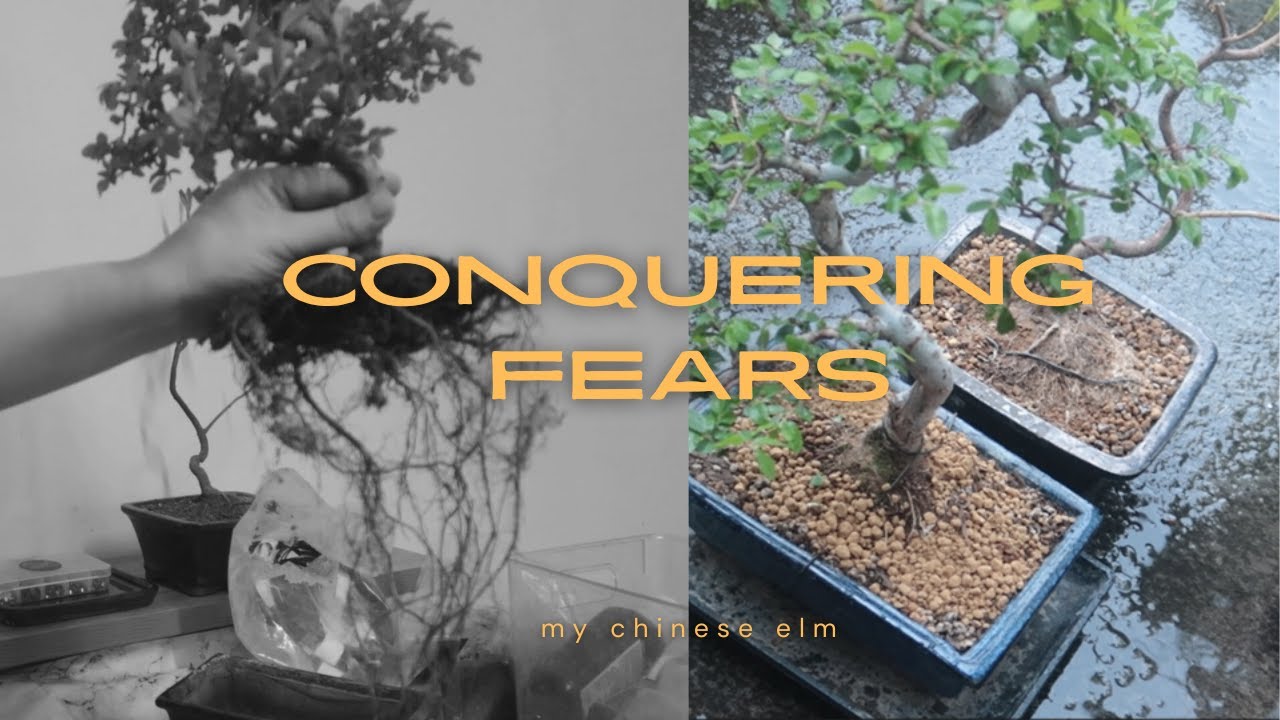 Roots Revealed: Repotting My Chinese Elm Bonsai Tree