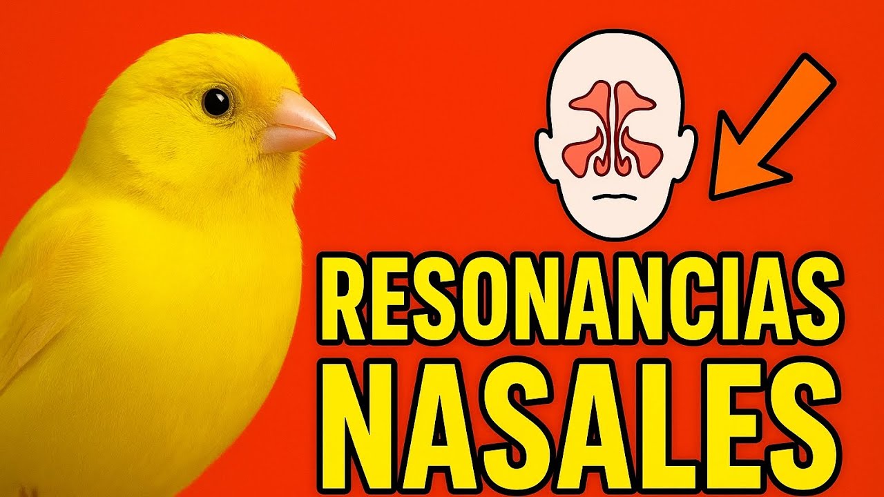 Sonidos con resonancia nasal, o efecto acústico nasalizado.
