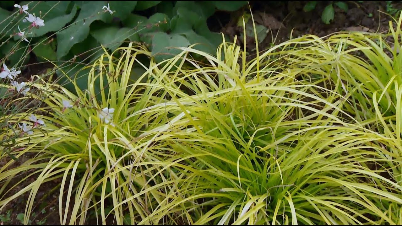 Carex everillo para el jard&iacute;n - Decogarden - Jardinatis